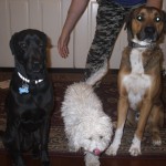 2012 Dogs 001